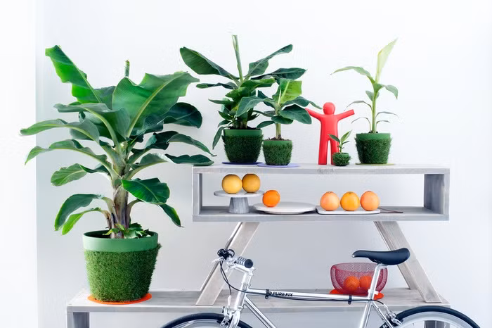 Khong ngo chuoi mini la cay canh hot nhat he 2017-Hinh-2