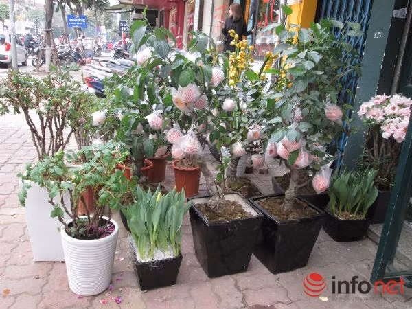 Mỗi cây có giá 3 triệu đồng.