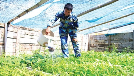 Võ Văn Công chăm sóc vườn rau trên đảo Đá Tây A.