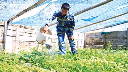 Võ Văn Công chăm sóc vườn rau trên đảo Đá Tây A.