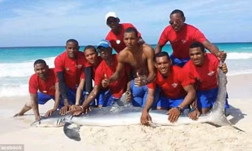 Chú cá mập bị lôi vào bờ để thỏa mãn thú vui chụp ảnh tự sướng của nhiều người.