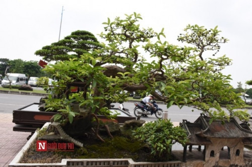 Trong giới chơi sinh vật cảnh, nhiều người bị mê mẩn và hút mắt bởi dàn “ siêu cây” trị giá lên tới tiền tỷ đã từng “dạo” qua đất Hà Nội tại Festival Sinh vật cảnh lần 1 năm 2016 diễn ra tại Hà Nội dịp đầu tháng 5.