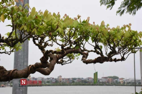 Ông Tuyên cho hay, cây được xem là “báu vật” của dòng họ Huỳnh của mình và ông Tuyên là đời thứ 3 được truyền lại tác phẩm này. Cây có dáng huyền, mang vẻ cổ kính nhưng vẫn gợi nét tinh tế, uyển chuyển và được định giá vào khoảng 1,5 tỷ đồng.