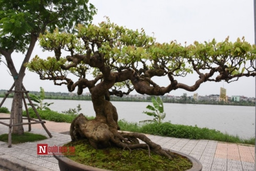 Tác phẩm “Cây khế” của tác giả Huỳnh Thanh Tuyên (Bình Định) có tuổi đời khoảng 120 năm.