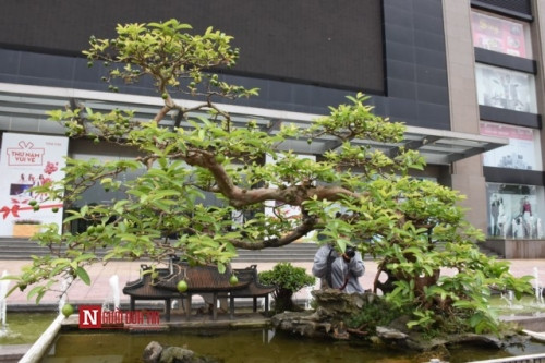 Ông Phùng Anh Lê (Hà Nội) hiện đang sở hữu cây ổi dáng Song hoành khoảng 70 năm tuổi. Ông Anh Lê cho hay nhiều người trả giá tác phẩm này lên tới 1 tỷ đồng nhưng ông chưa có ý định bán cho bất kỳ ai.