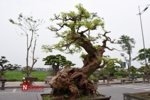 Cây gỗ Trắc "Nghinh phong" của tác giả Hoàng Phúc Hải (Việt Trì - Phú Thọ), xuất xứ từ Bình Định và có tuổi đời khoảng 300 năm. Nhiều dân chơi sinh vật cảnh đánh giá cây thuộc vào “hàng hiếm có, khó tìm” bởi gốc lũa tự nhiên, bố cục hài hòa, vừa toát lên vẻ mạnh mẽ lại mang dáng dấp uyển chuyển, tinh tế. Đặc biệt hơn cả, đây lại là cây gỗ Trắc Bonsai mọc trong chậu.