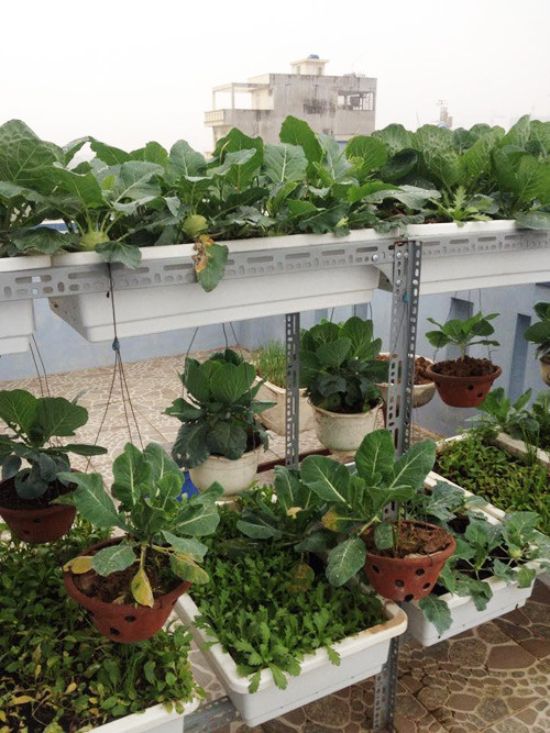 Khu vườn mang lại cho gia đình anh nguồn thực phẩm sạch dồi dào, phong phú.