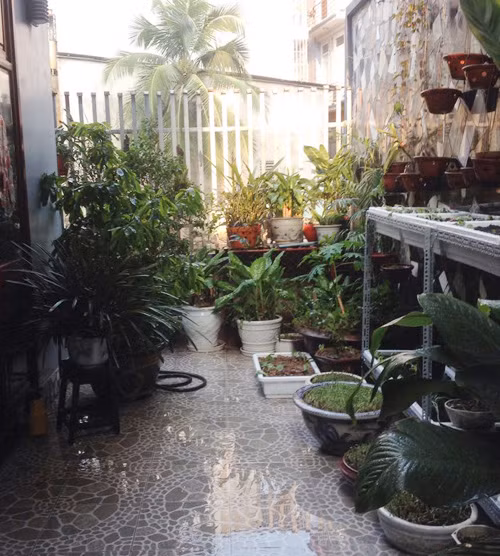 Không gian tầng 1 cũng ngập màu xanh của các loại cây, hoa quanh nhà.