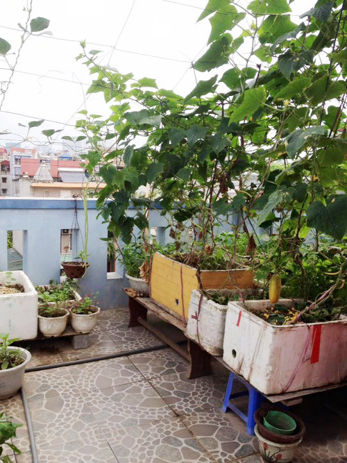 Giàn cho dưa chuột leo do hai vợ chồng anh tự tay đan bằng dây thép.