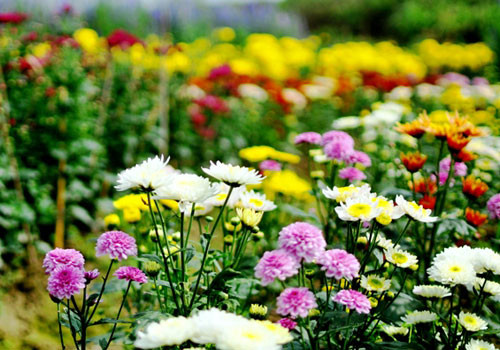  Ý nghĩa của việc dâng hoa: Với người Việt, trong thờ cúng tổ tiên, lễ chạp, các ngày sóc, vọng (ngày Rằm, mùng Một) và thờ phụng tâm linh… việc dâng hoa trên ban thờ gia tiên một cách thanh khiết, thể hiện tâm thành rất quan trọng (hương, hoa, trà, quả). Dâng hoa cúng có ý nghĩa dâng những điều thiện lành, tốt đẹp đã làm được trong cuộc sống, như là những đóa hoa tươi thắm, thơm tho dâng cúng chư Phật, Thánh, gia tiên, là hành động thành kính, bày tỏ tâm biết ơn dù giá trị vật chất không nhiều. 