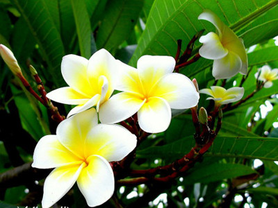 Hoa đại: Hoa thơm, màu đẹp nhưng tuyệt đối không cắm ban thờ vì trông giống bộ phận sinh dục nữ. 