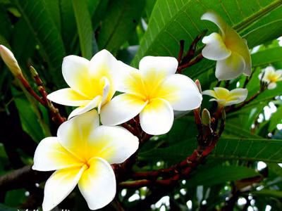 Hoa đại: Hoa thơm, màu đẹp nhưng tuyệt đối không cắm ban thờ vì trông giống bộ phận sinh dục nữ. 