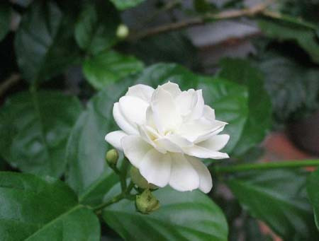 Hoa nhài: Hòa nhài tuy thơm ngát và thanh sạch nhưng trong dân gian nó là loại hoa không đứng đắn, hay gặp nghịch cảnh, ngoài ra nó còn tượng trưng cho cô gái dễ dãi.