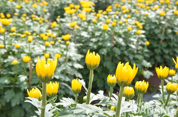 Bên cạnh một số lọai hoa hay cắm bàn thờ phổ biến như: Hoa cúc vàng, đào, mai, lay ơn, hoa hồng... thì có một số loại cần đặc biệt kiêng kỵ: 