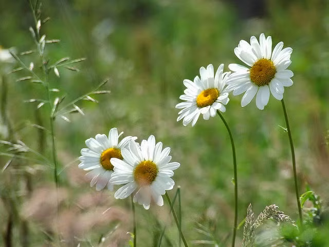 Hoa dại: Tuyệt đối không bày hoa dại trên ban thờ vì nó thể hiện sự không tôn trọng thần Phật. 