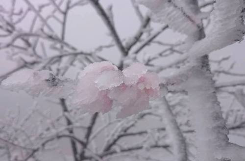 Thời tiết lạnh đã khiến cho các bông hoa đào chưa kịp nở đã bị băng tuyết bao phủ. (Ảnh Khắc Hưng).