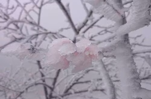 Chiem nguong hoa dao ngam tuyet o mien Tay xu Nghe