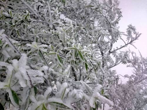 Cũng do nhiệt độ giảm sâu đã làm cho cuộc sống người dân bị đảo lộn, cây trồng và gia súc trên miền núi cao này bị ảnh hưởng rất lớn. (Ảnh Khắc Hưng).