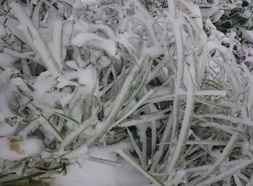 Hiện, tuyết vẫn đang rơi tại nhiều điểm tại các huyện miền núi Nghệ An và thời tiết cực kỳ khắc nghiệt vời người dân miền núi. (Ảnh Khắc Hưng).