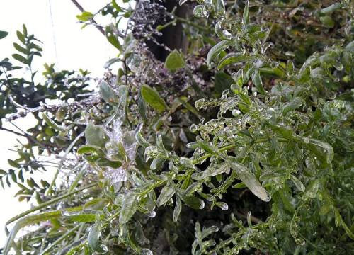 Ông Lê Thanh Hải, Phó TGĐ Trung tâm Khí tượng Thủy văn Quốc gia cho biết, hiện tượng xuất hiện tuyết rơi, băng giá tại Ba Vì (Hà Nội) và Kỳ Sơn (Nghệ An) là cực kỳ hiếm gặp. (Ảnh Kim Thoa).