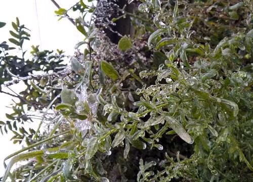 Ông Lê Thanh Hải, Phó TGĐ Trung tâm Khí tượng Thủy văn Quốc gia cho biết, hiện tượng xuất hiện tuyết rơi, băng giá tại Ba Vì (Hà Nội) và Kỳ Sơn (Nghệ An) là cực kỳ hiếm gặp. (Ảnh Kim Thoa).