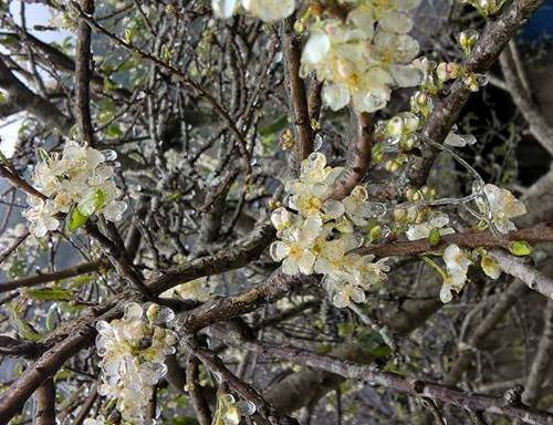 Một nhành hoa bị đông cứng bởi băng giá. (Ảnh Kim Thoa).