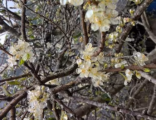 Một nhành hoa bị đông cứng bởi băng giá. (Ảnh Kim Thoa).