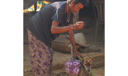 Chó đi giao hàng.