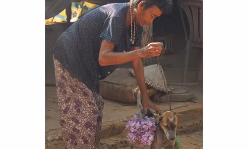 Chó đi giao hàng.