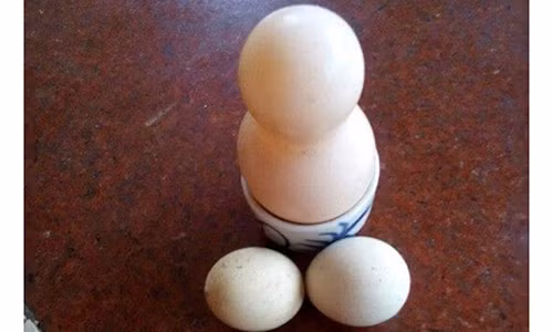 Kỳ lạ gà đẻ ra quả trứng hình hồ lô ở Nghệ An Ky la ga de ra qua trung hinh ho lo o Nghe An