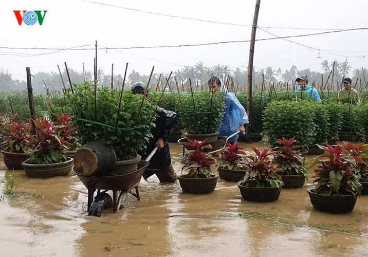 Lo sợ hoa ngâm nước lâu ngày sẽ bị hư hại nên các hộ trồng hoa phải dùng xe rùa chuyển các chậu hoa cúc từ ruộng sâu lên trên.
