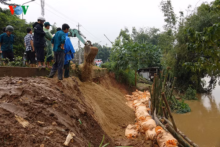 Huy động bộ đội, dân quân, thanh niên cùng người dân tiến hành đóng cọc tre, thả lưới B40, dùng bao cát kè chống sạt lở.