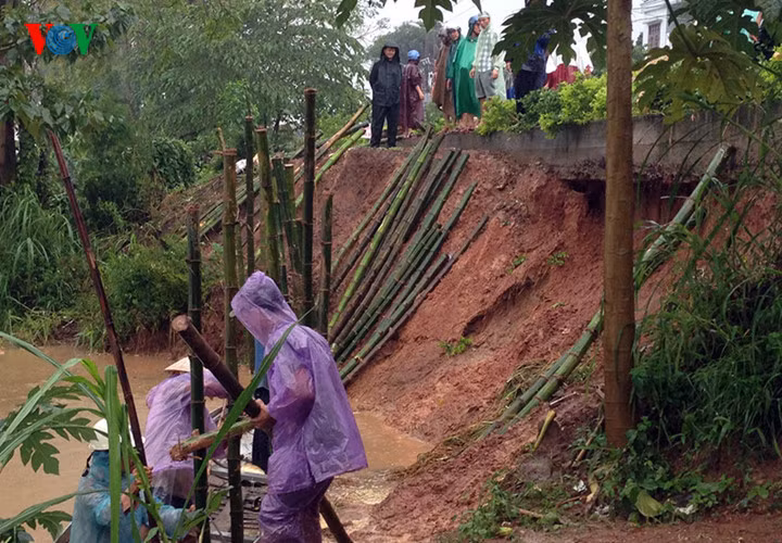 Đoạn sạt lở dài hàng chục mét, khoét sâu vào móng đường đê bao. Những bụi tre lớn người dân trồng để chống sạt lở cũng bị trốc gốc đổ xuống sông và uy hiếp tuyến đường.