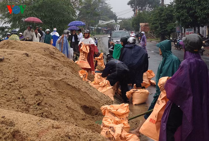 UBND TP Quảng Ngãi xuất kinh phí tạm ứng mua cọc tre, cát và các vật dụng phục vụ việc kè chống sạt lở.