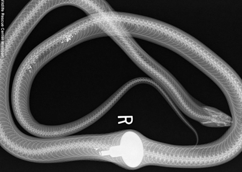 Ran suyt bo mang vi tuong tay nam cua la qua trung-Hinh-2