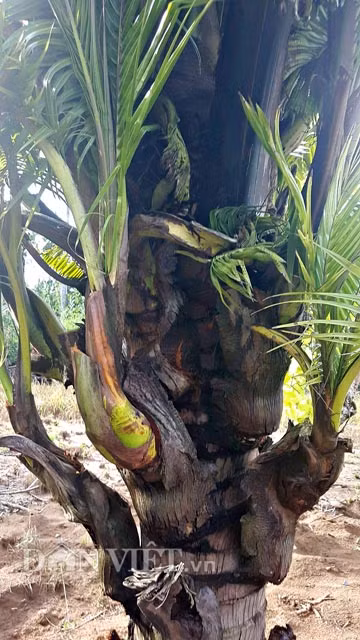 Theo anh Tuấn, nhiều người thấy 2 cây dừa trên đã rất hiếu kỳ và đặt vấn đề mua lại nhưng anh chưa đồng ý. Được biết, nếu ai thật sự muốn mua vào thời điểm này, chủ cây có thể sẽ bán lại với giá 200 triệu đồng/2 cây.