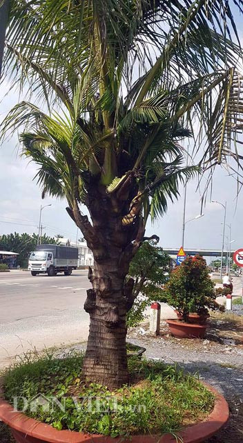 Anh Lê Minh Tuấn – chủ nhân 2 cây dừa độc đáo trên cho biết, cách đây gần 1 năm, trong quá trình đi mua cây hoa kiểng ở huyện Bình Đại (cùng tỉnh Bến Tre), anh vô tình nhìn thấy 2 cây dừa “không giống ai” trên. Sau khi mua về từ huyện Bình Đại, anh Tuấn cho mỗi cây vào một chậu lớn và chăm sóc rất cẩn thận. “Tôi cưng 2 cây dừa như…trứng ngỗng” – anh Tuấn chia sẻ.