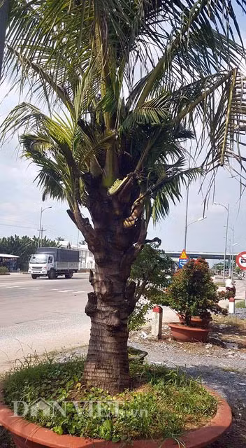 Anh Lê Minh Tuấn – chủ nhân 2 cây dừa độc đáo trên cho biết, cách đây gần 1 năm, trong quá trình đi mua cây hoa kiểng ở huyện Bình Đại (cùng tỉnh Bến Tre), anh vô tình nhìn thấy 2 cây dừa “không giống ai” trên. Sau khi mua về từ huyện Bình Đại, anh Tuấn cho mỗi cây vào một chậu lớn và chăm sóc rất cẩn thận. “Tôi cưng 2 cây dừa như…trứng ngỗng” – anh Tuấn chia sẻ.