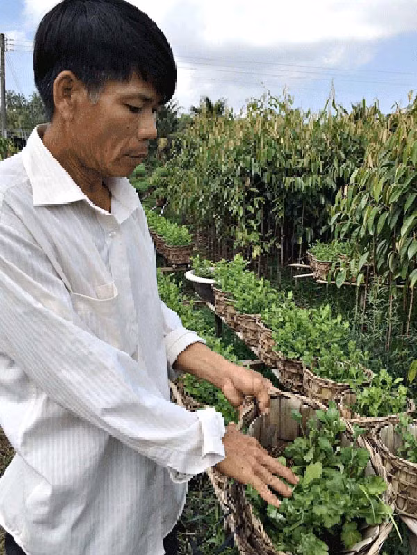 Hoa mai don Tet no som nha nong heo ruot-Hinh-2