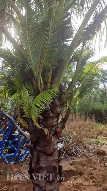 Cũng theo anh Tuấn, 2 cây dừa được anh mua về rất lạ ở chỗ không trổ buồng, ra bông, kết trái như những cây dừa bình thường khác mà lại ra thân cây con, thậm chí là ra rất nhanh. Từ khi mua về đến nay, anh Tuấn chăm sóc 2 cây dừa này rất cẩn thận, cây phát triển tốt và nhiều người đã đặt vấn đề mua lại nhưng anh vẫn chưa bán.