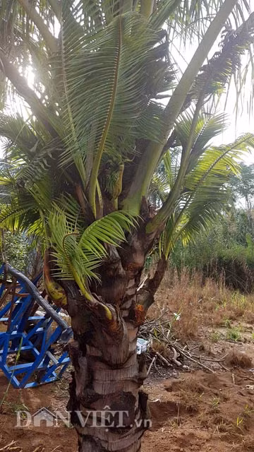 Cũng theo anh Tuấn, 2 cây dừa được anh mua về rất lạ ở chỗ không trổ buồng, ra bông, kết trái như những cây dừa bình thường khác mà lại ra thân cây con, thậm chí là ra rất nhanh. Từ khi mua về đến nay, anh Tuấn chăm sóc 2 cây dừa này rất cẩn thận, cây phát triển tốt và nhiều người đã đặt vấn đề mua lại nhưng anh vẫn chưa bán.