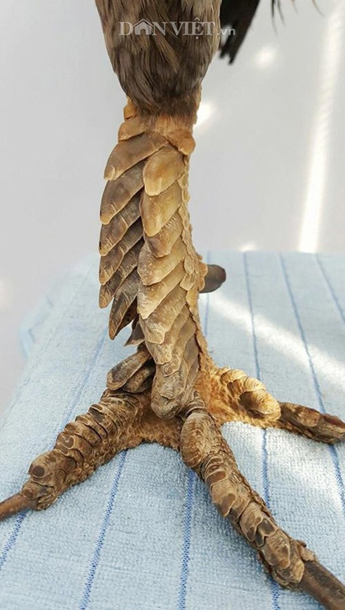 Cận cảnh một “sát thủ” xám chuối chân xanh vảy rồng nặng trên 2kg được anh Quang, chủ trang trại gà vảy rồng ở quận 7, TP.Hồ Chí Minh rao bán trên dưới 10 triệu đồng.