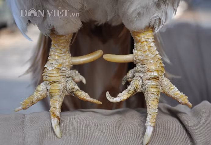 “Đệ nhất gà” có đôi chân đẹp, móng giống móng rồng.