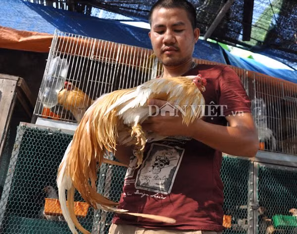 Theo nhiều dân chơi gà đất Bắc, đệ nhất gà thường có đuôi khá dài song đuôi dài đến cả mét thì rất hiếm và quý. Trong khi gà Tân Châu có lông, mã bình thường chỉ có giá từ vài trăm nghìn đến vài triệu đồng thì chú gà quý này do thuộc “hàng độc” với mã lông đẹp, đạt được nhiều giải thưởng tại các cuộc thi gà ở Hà Nội, Hải Phòng và một số tỉnh miền Bắc qua các năm nên rất được giá.