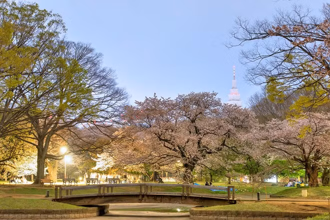 Công viên Yoyogi, Tokyo, Nhật Bản: Không gian rộng lớn, thoáng đãng nơi đây, cùng những đường rợp bóng cây, bãi cỏ đẹp là nơi lý tưởng để bạn đi dã ngoại cùng người thân, bạn bè. Vào mỗi mùa, công viên lại có một vẻ đẹp riêng: hoa anh đào bừng nở vào mùa xuân, cây cối xanh biếc mùa hạ, tán lá rực rỡ mùa thu và tuyết trắng phủ kín vào mùa đông. Ảnh: Tokyo-fashion.