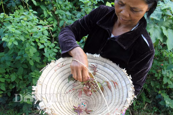 Có thể hái được quanh năm cho nên mỗi khi đi lao động sản xuất, người dân thường hay tranh thủ tìm kiếm lá xuân để hái về sử dụng hoặc bán. Gặp điểm mọc nhiều, chỉ cần 2-3 giờ là có thể hái được cả nón, rổ... bán được 60.000-100.000 đồng, một số người dân ở huyện Ba Tơ cho biết.
