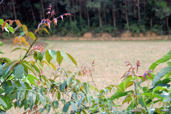 2. "Lá thịt bò" nấu canh rau như canh thịt Đó là tên mà nhiều người đặt cho lá xuân, với lời giải thích là khi nấu canh mà bỏ lá xuân vào thì nồi canh sẽ có mùi thơm của thịt bò. Là loại mọc ở bụi rậm ven gò, đồi, chân núi, với chiều cao khi trưởng thành từ 1,5-4m, phần sử dụng của lá xuân là lá non và phần đọt có màu tím. Lá xuân có vị chua và mùi thơm của thịt bò nên ngoài dùng để ăn sống, ở miền núi lá này là thứ không thể thiếu khi nấu thịt trâu; còn người đồng bằng thường dùng trong nấu canh chua.