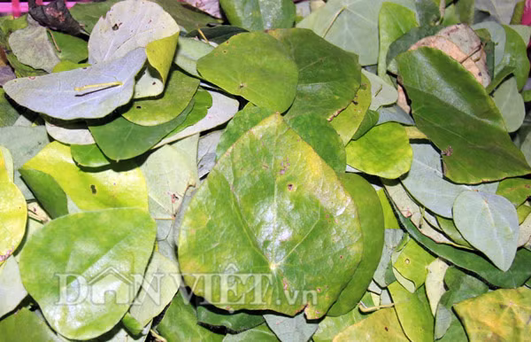 4. Lá sâm làm thạch giải nhiệt Lá sâm hình dáng của nó trông tựa như lá mơ, nhưng trên mặt trước và sau của lá không có lông. Thân của loài này thuộc họ dây leo, mọc ở bụi rậm ven chân núi và vùng gò đồi. Lá sâm hái về được chế biến thành thạch xu xoa với cách làm khá đơn giản: Dùng lá tươi hoặc khô vò nát với một lượng nước nhất định rồi dùng vải mỏng lọc bỏ phần cặn, sau đó cho thêm một ít nang mực để tăng độ cứng và để khoảng chục phút thì đông lại.