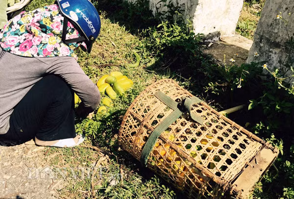 Theo lời người dân ở huyện Trà Bồng thì bình quân mỗi buổi vào rừng đi hái triên về bán cũng được 70.000-100.000 đồng/người. Tuy nhiên gặp khu vực triên mọc nhiều có thể hái đầy cả gùi, bán được trên 200.000 đồng/người/buổi.