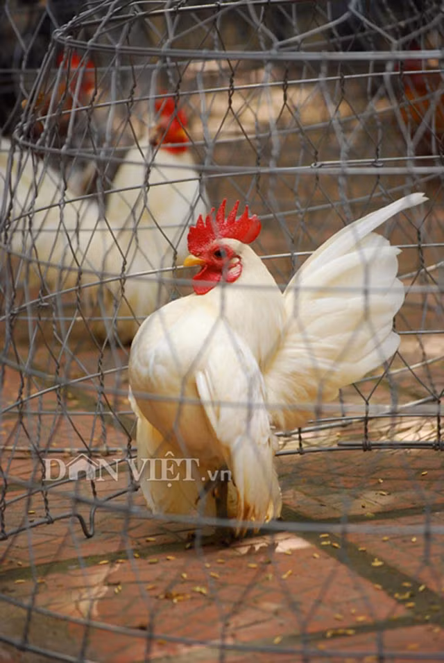 Là một trong những người chơi gà tre cảnh chuyên nghiệp ở Hà Nội, hiện anh Trần Lĩnh Huế (quận Ba Đình, Hà Nội) đang sở hữu trên 50 con gà cảnh với đủ các loại và màu sắc. “Tùy thuộc vào mã lông, kích cỡ mà định giá tiền, thì hiện tôi đang có nhiều gà thuộc hàng hiếm, có giá từ trên dưới 10 triệu đồng/con” – anh Huế khoe. Anh Huế cho biết thêm, loại gà này cần được tạo dáng từ khi còn bé, vì khi đó xương gà mềm. Những con Serama được nuôi nhiều để đi thi nhan sắc. Theo những người mê thú cưng, tiêu chí đẹp của giống gà vương giả này là ngực ưỡn, cổ và đầu kéo căng về phía sau, vươn cao ngực, không có khoảng trống giữa đầu và đuôi.